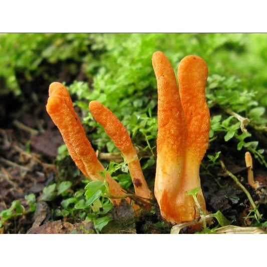 Кордицепін: Природний антибіотик та потенційний засіб у боротьбі з онкологічними захворюваннями та інфекціями